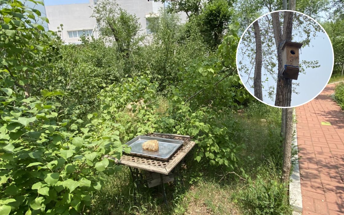 多层次结构的绿地（圆圈处为新设巢箱）