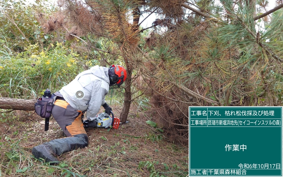 枯死黑松伐木作业现场