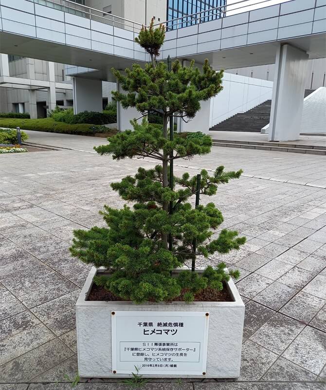 Japanese White Pine