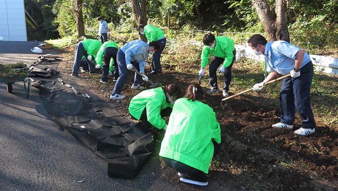 Seedling planting