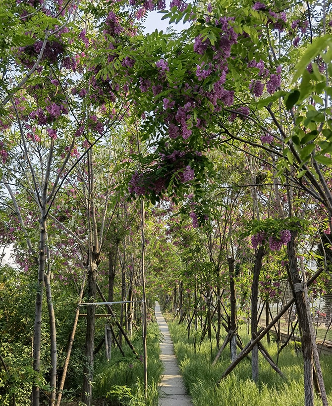 Greening area