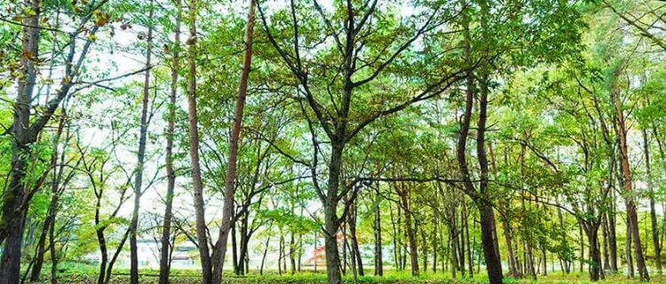 Biodiversity Conservation