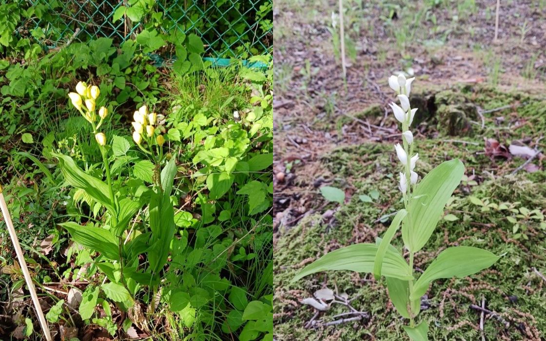 キンラン・ギンラン