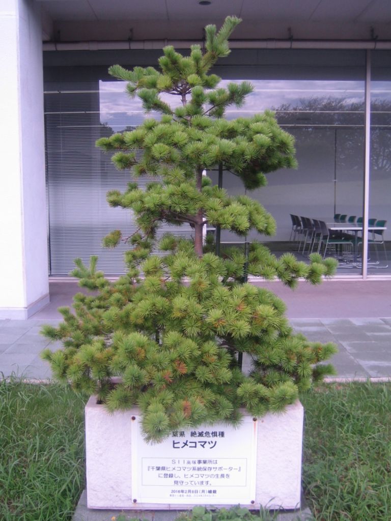 高塚事業所のヒメコマツ