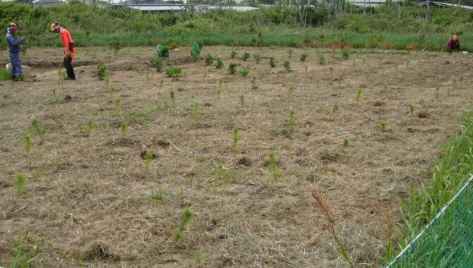 Planting seedlings