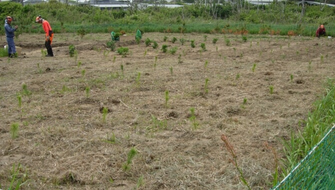 苗木を植栽