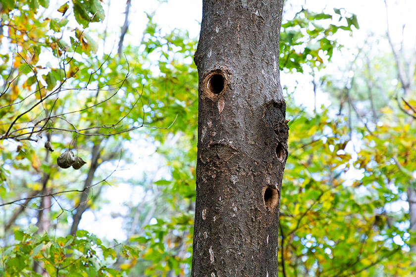 木につくられたキツツキの巣穴　写真