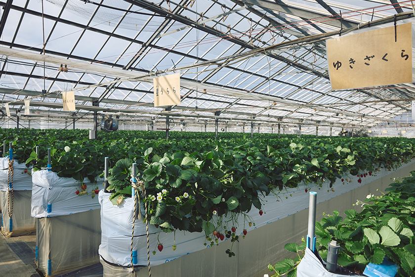 ハウス内の様子　画像