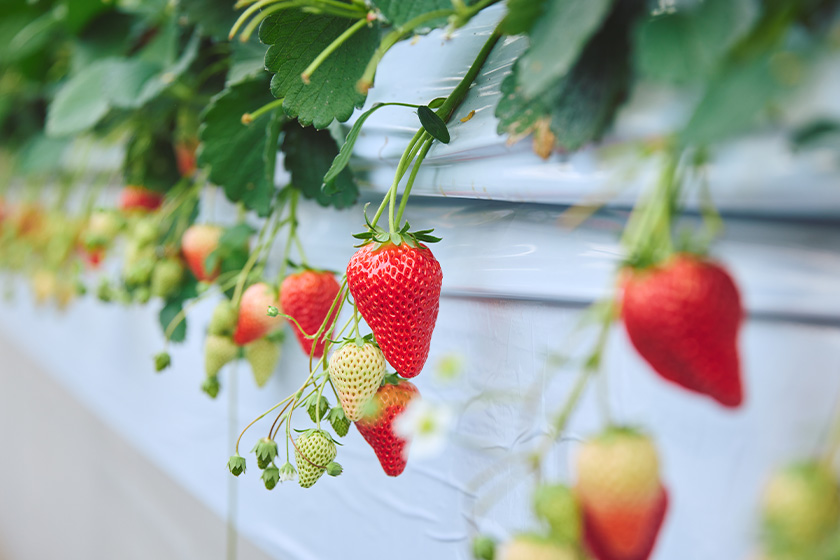 栽培されたイチゴ　画像