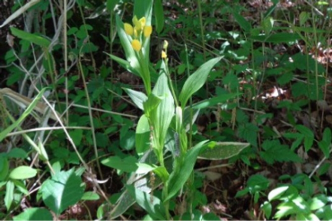 Cephalanthera falcata (Kinran)