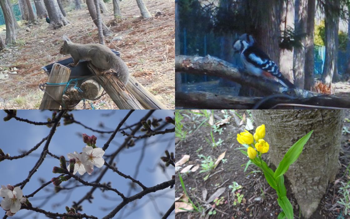 Wildlife Observed at Our Site