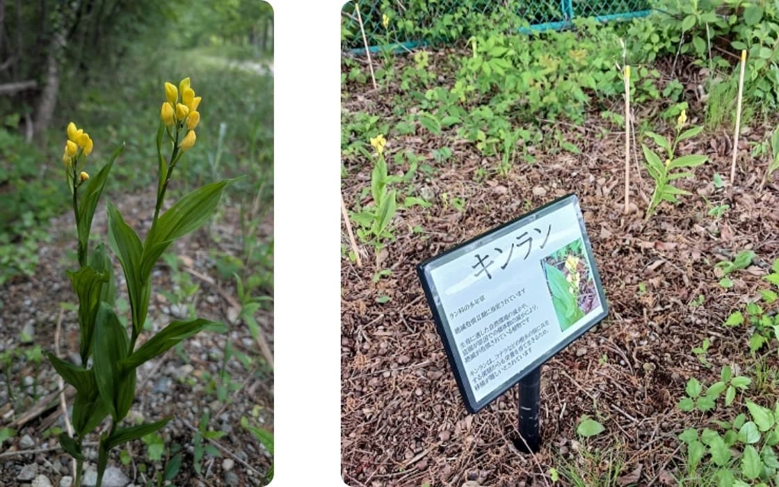 Kinran (Cephalanthera falcata) and Ginran (Cephalanthera erecta)