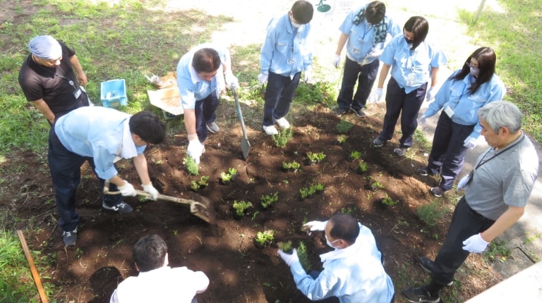 Planning moss phlox seedlings by employees