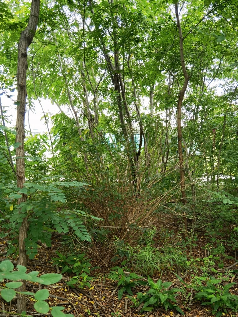 Green spaces of Dalian Seiko Instruments Inc.