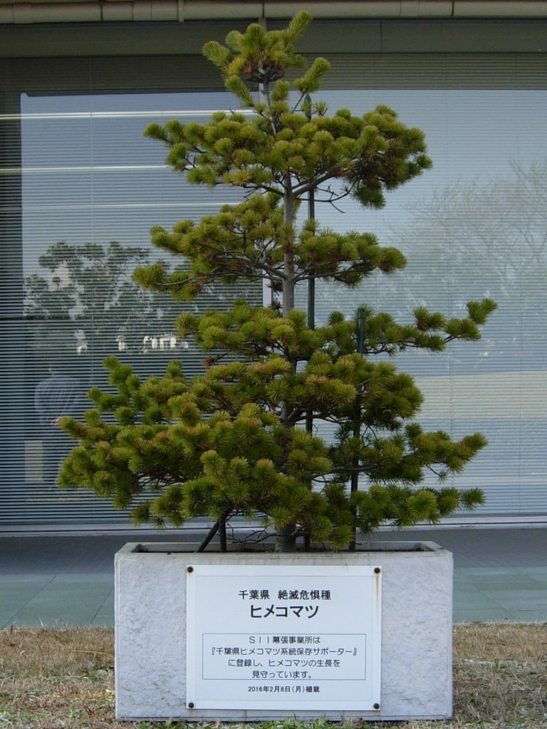 Pinus pumila